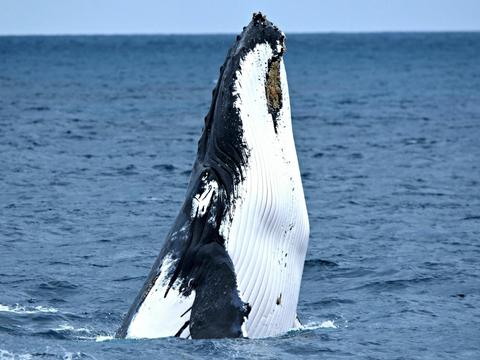 Whale Watching Perth
