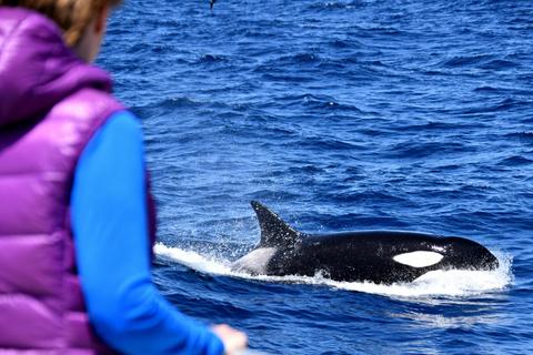 Whale Watch TV