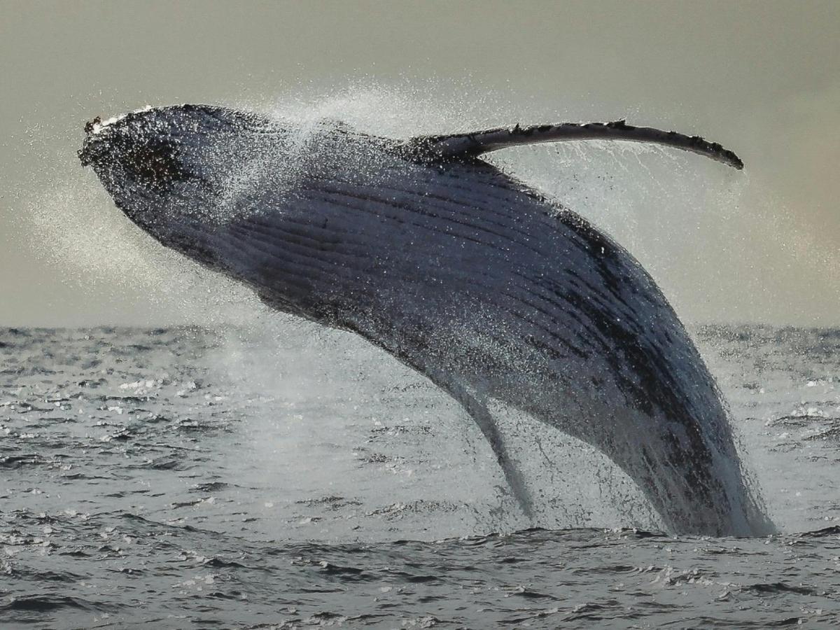 Whale Watching Perth