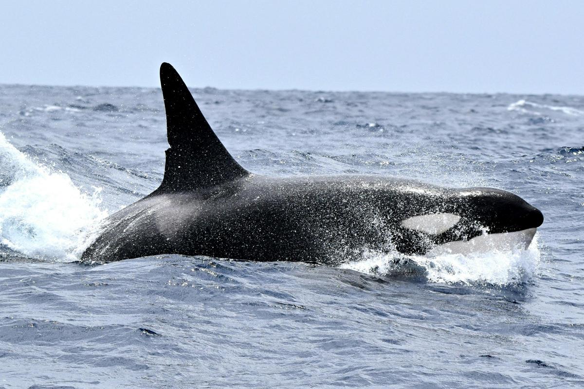 Whale Watch TV
