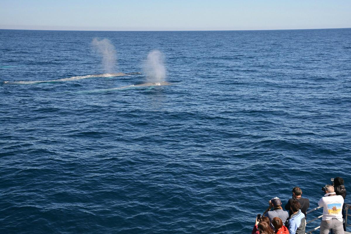 Whale Watch TV