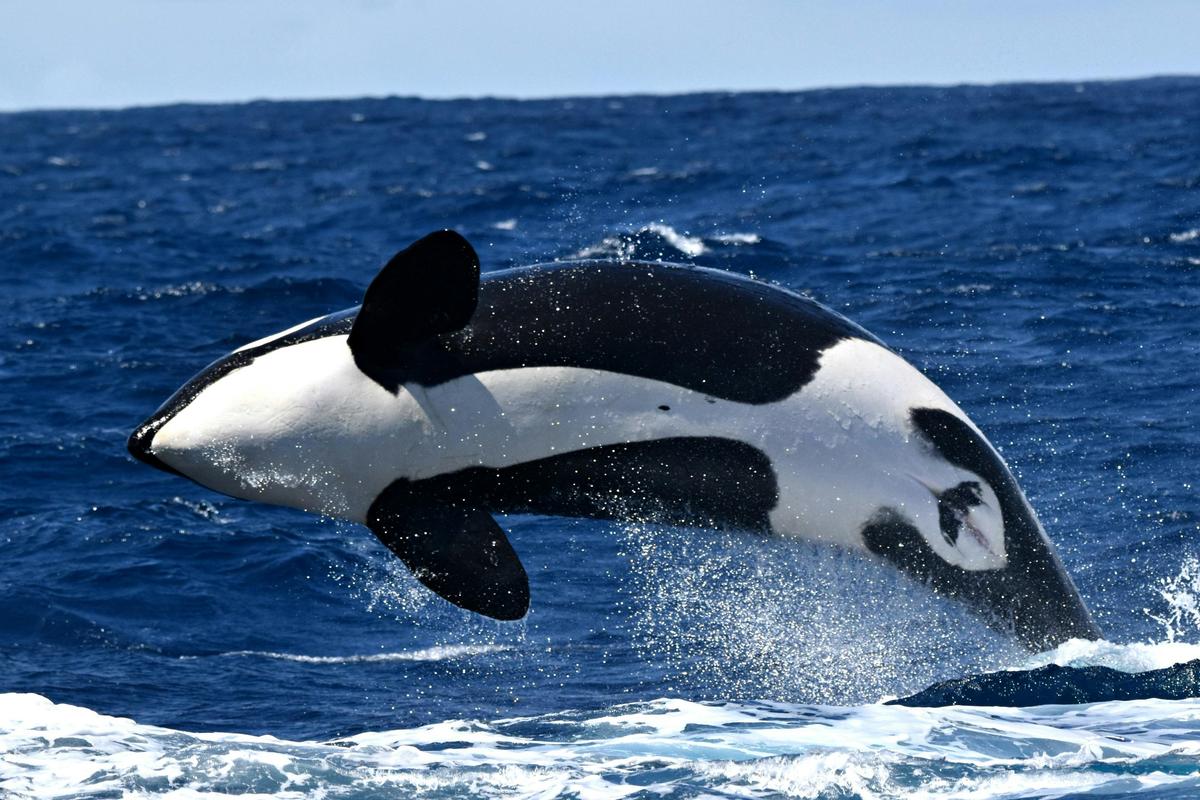 Whale Watch TV