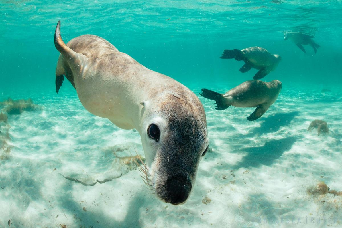 Australian Sea Lions