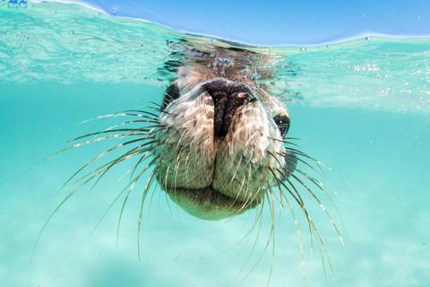 Sea Lion Tour - Sound Waves
