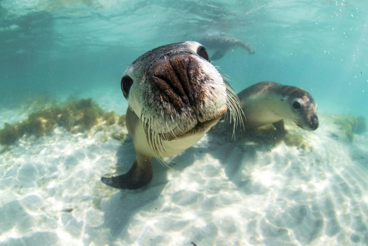Sea Lion Tour - Sound Waves