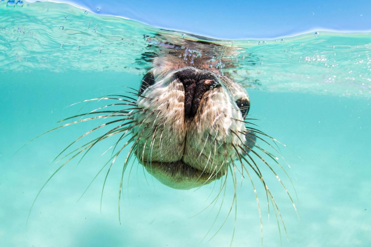 Puppies Of The Sea