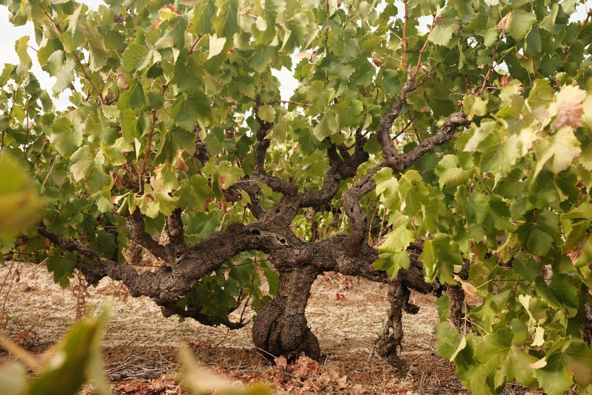 Old Vine