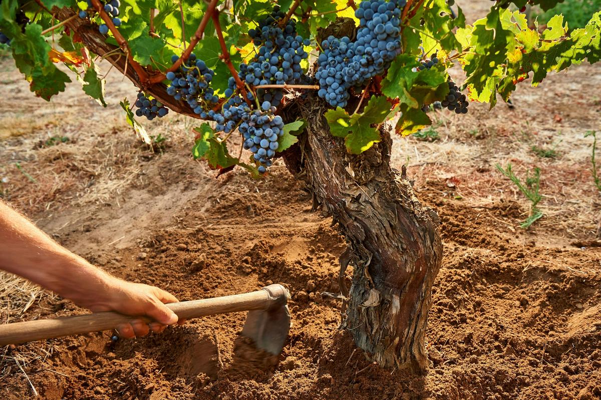 Old Vine
