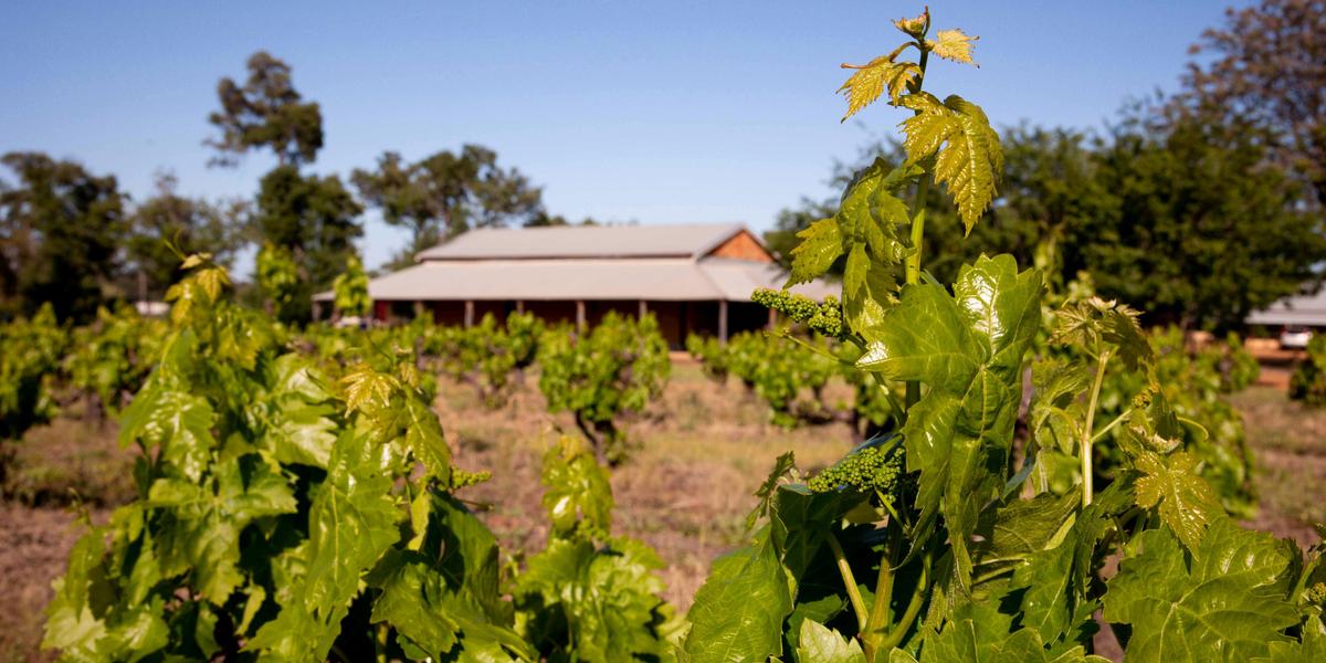 Old Vine Charter
