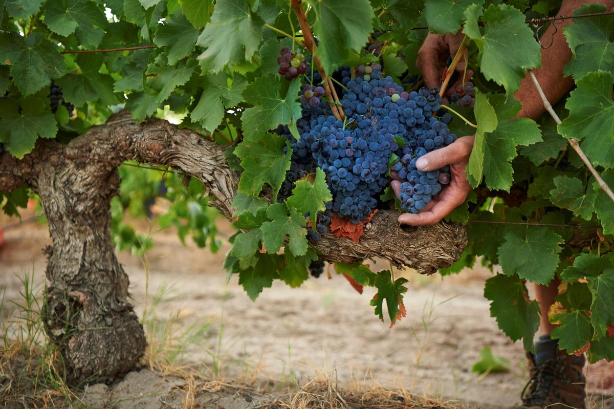 Grenache Vine