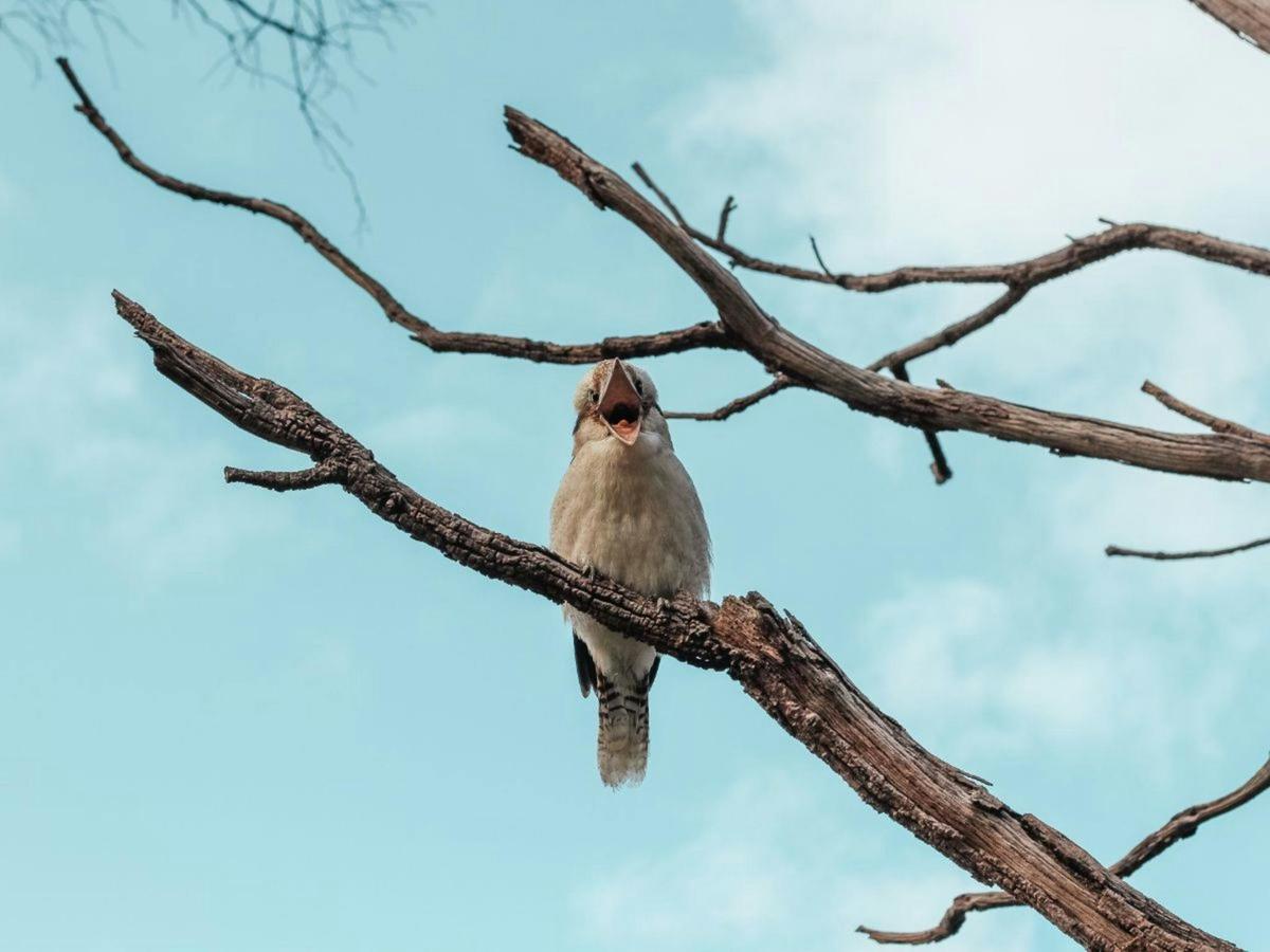 Kings Park Botanicals and Beyond Guided Hike
