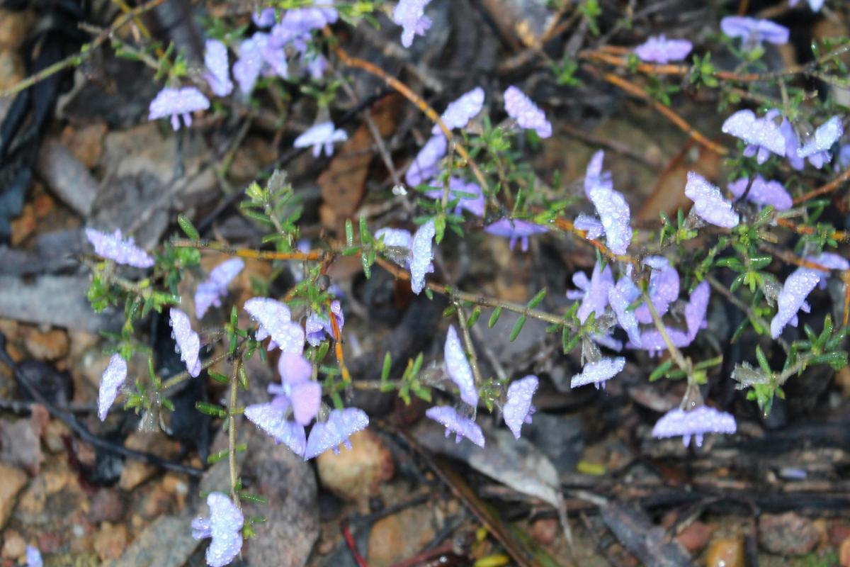 Wongamine wildflowers
