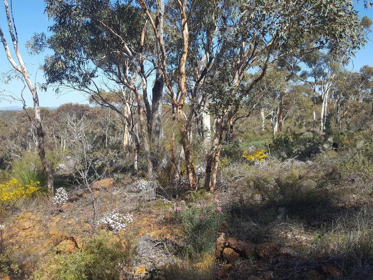 Wongamine Reserve