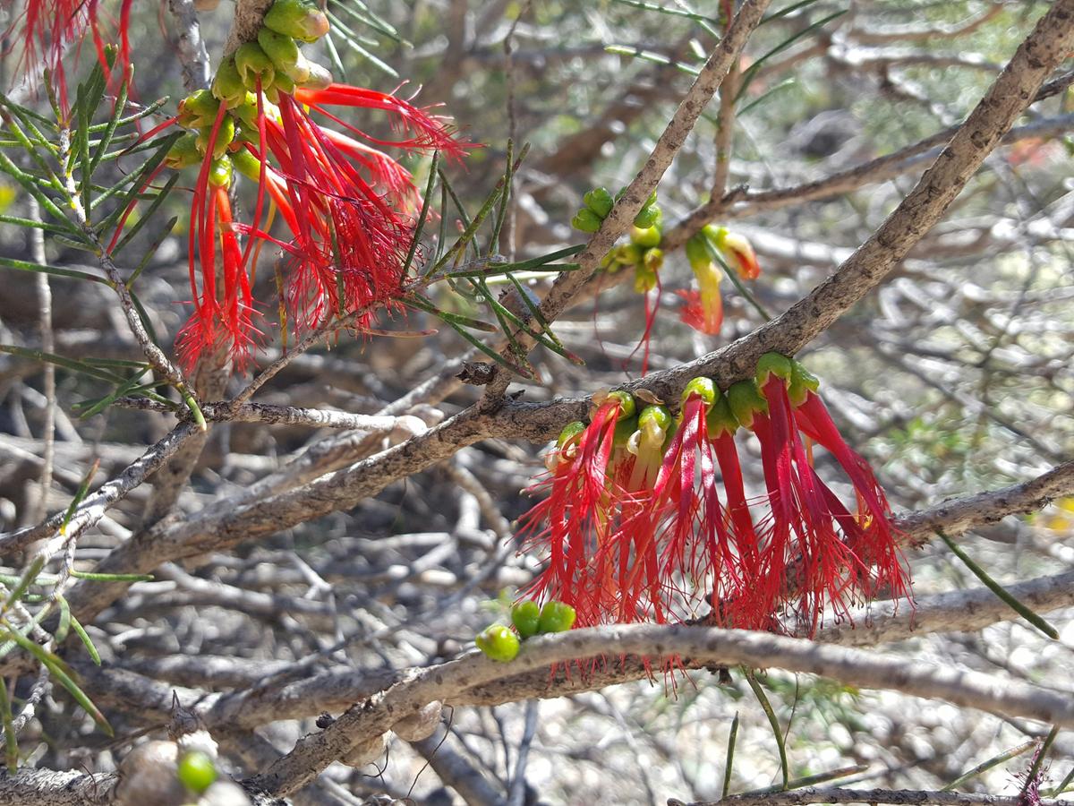 Wongamine Wildfloers