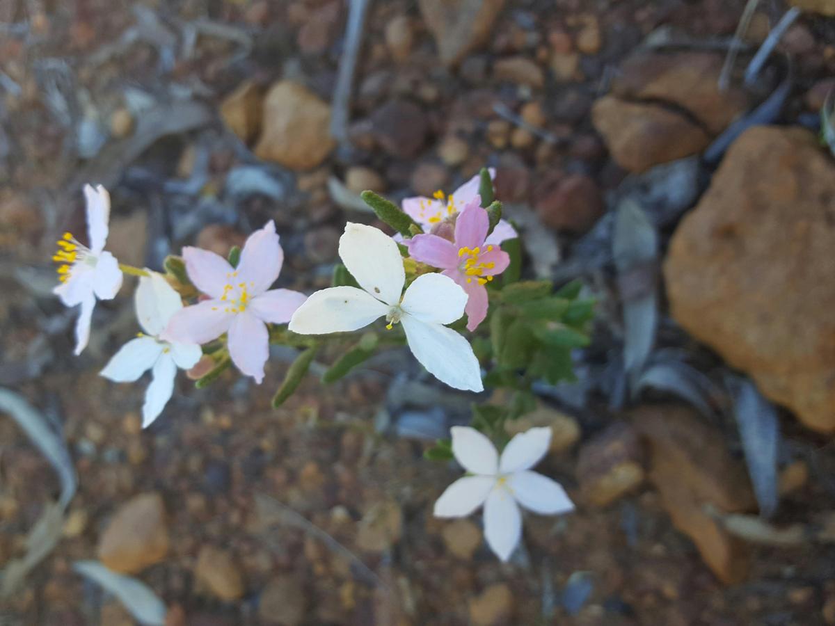 Wongamine Wildflowers