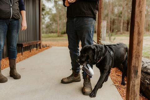 Dig Deep and Eat - Margaret River Truffle Hunt Experience and Lunch