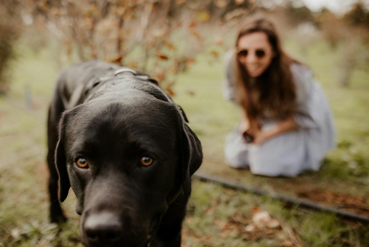 Margaret River Truffle Hunt Experience Dog