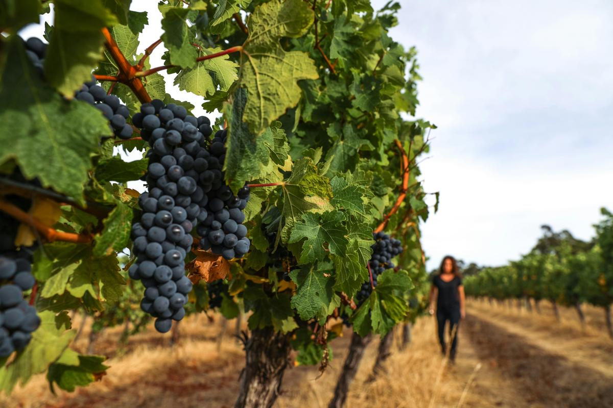 Sensory Indulgence of Margaret River - a wine, food culture & nature discovery - 3 days - ex Perth