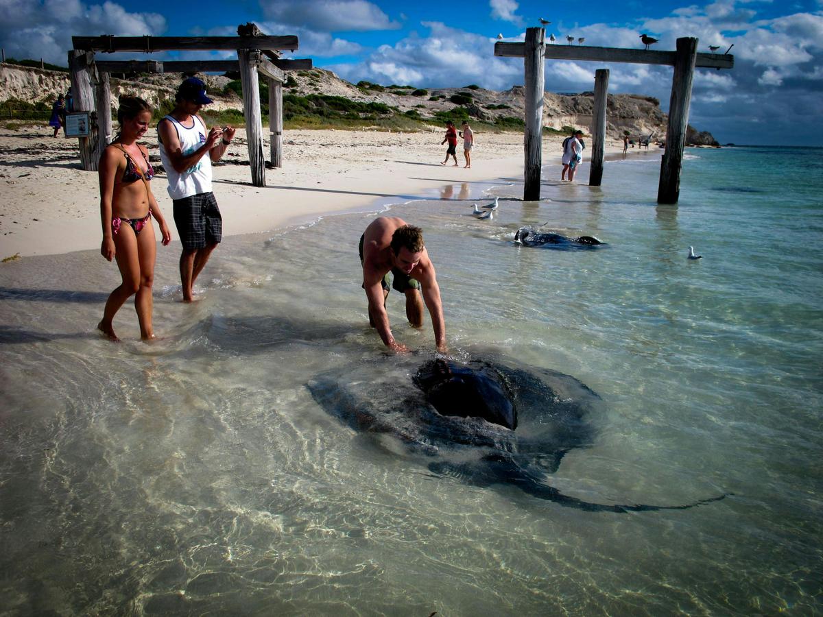 Wildlife encounters at Hamelin Bay