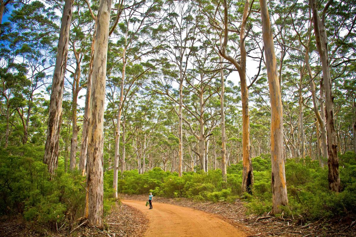 Experience the stunning Boranup Karri Forest