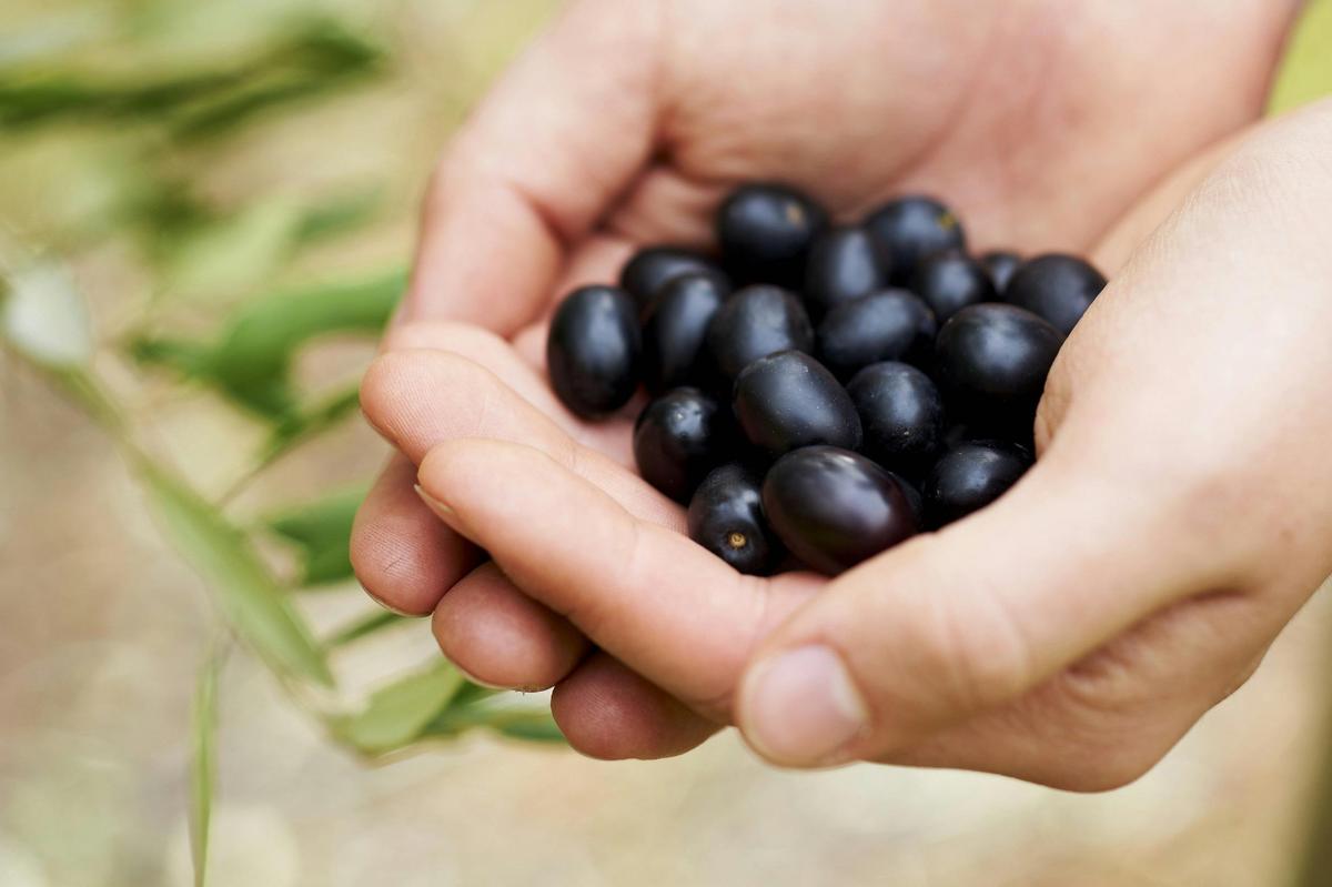 Margaret River Providore olives