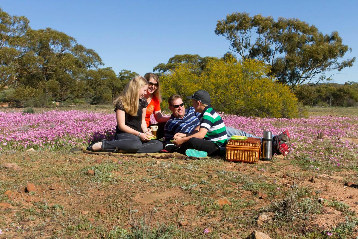 picnic wheatbelt way wildflowers