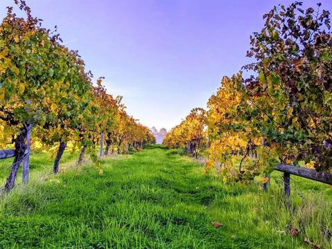 Vintners Ridge Estate