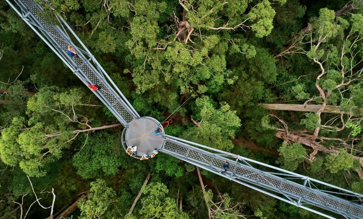 Tree Top Walk