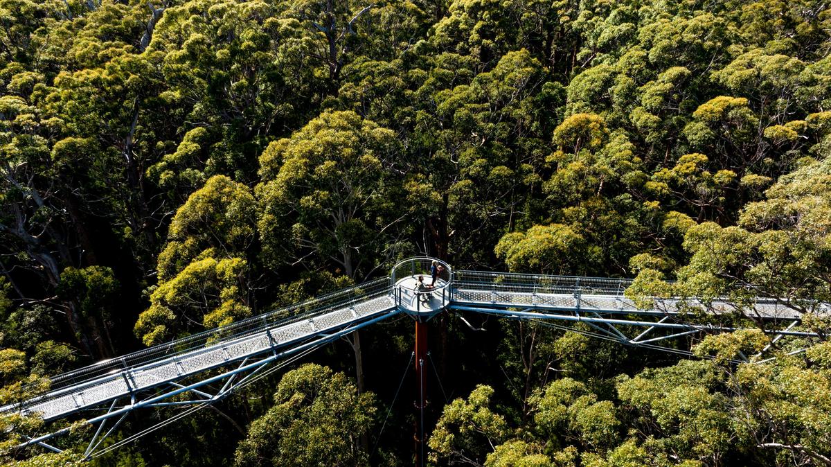 Tree Top Walk - wheelchair accessible
