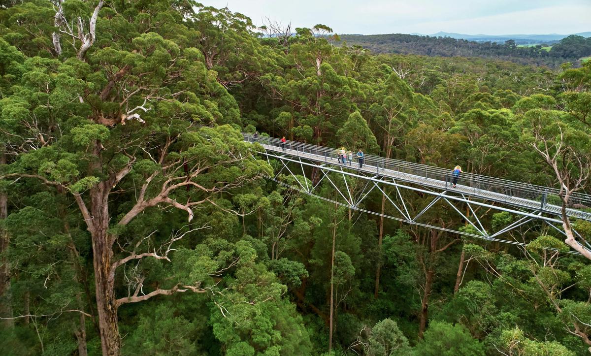 Tree Top Walk