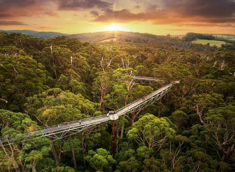 Valley of the Giants Tree Top Walk