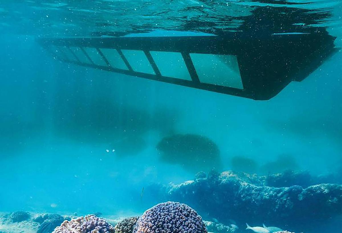 1 Hour Coral Viewing