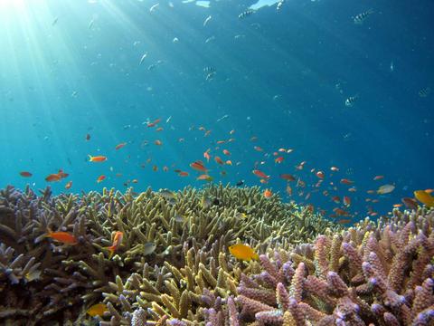 2 Hour Coral Viewing and Snorkelling