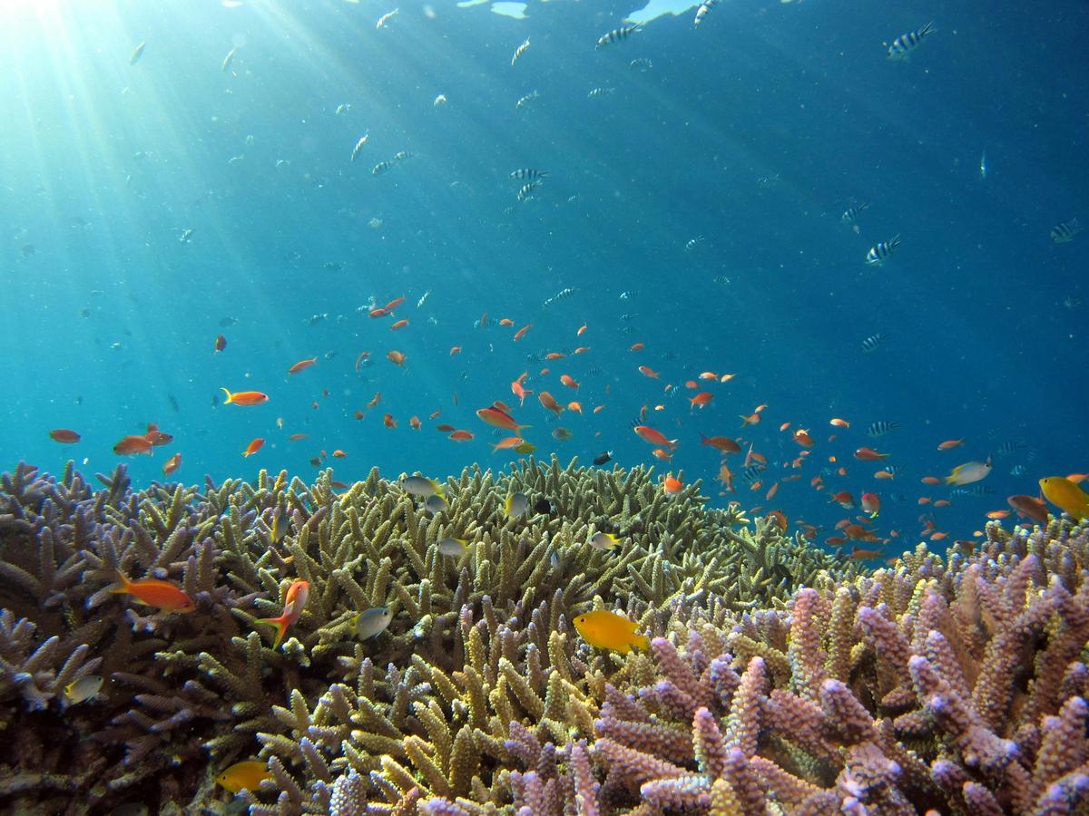 2 Hour Coral Viewing and Snorkelling