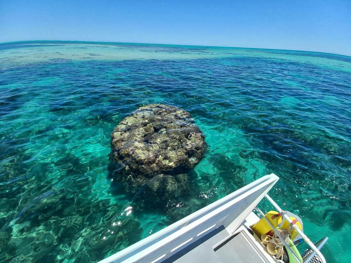1 Hour Coral Viewing