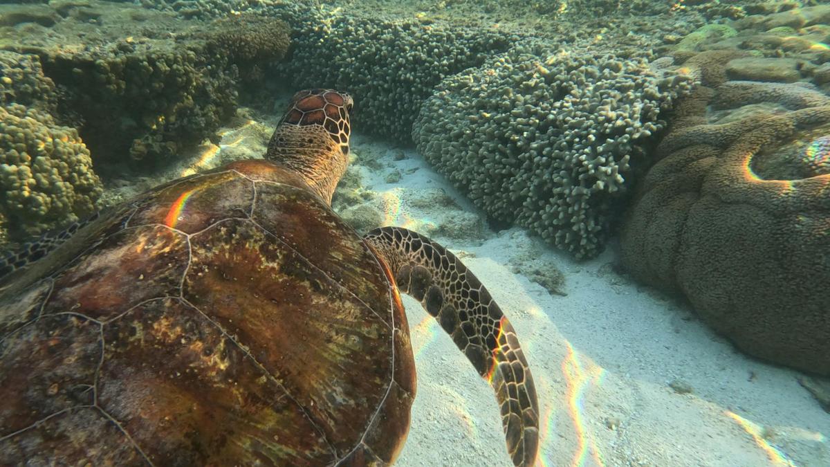 1 Hour Coral Viewing