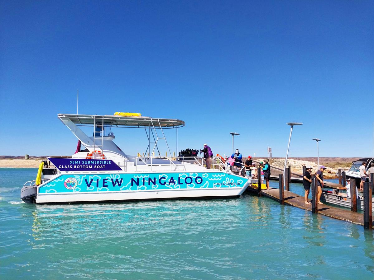 Half Day Snorkelling and Coral Viewing Tour