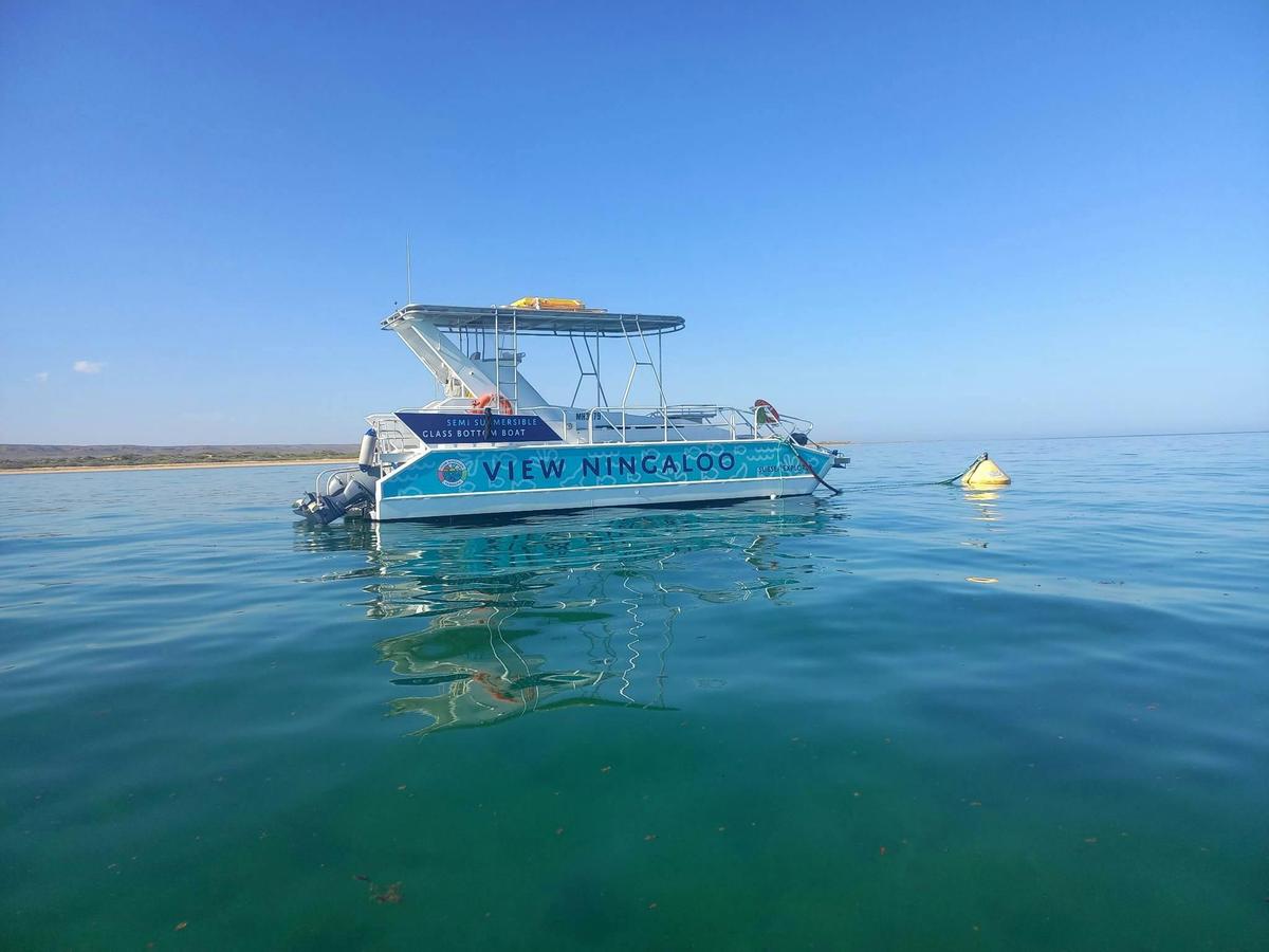 Half Day Snorkelling and Coral Viewing Tour