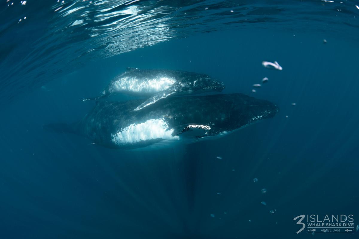 Humpback Whale Interaction Tour