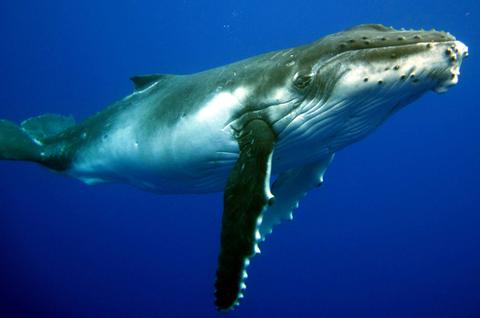 Humpback Whale Interaction Tour