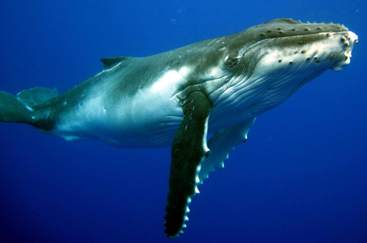 Humpback Whale Interaction Tour