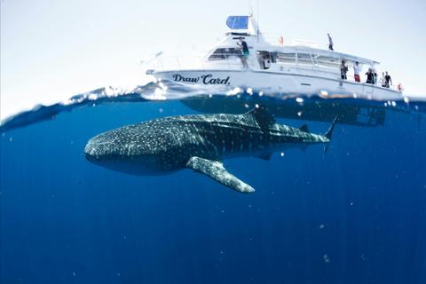 Three Islands Whale Shark Dive