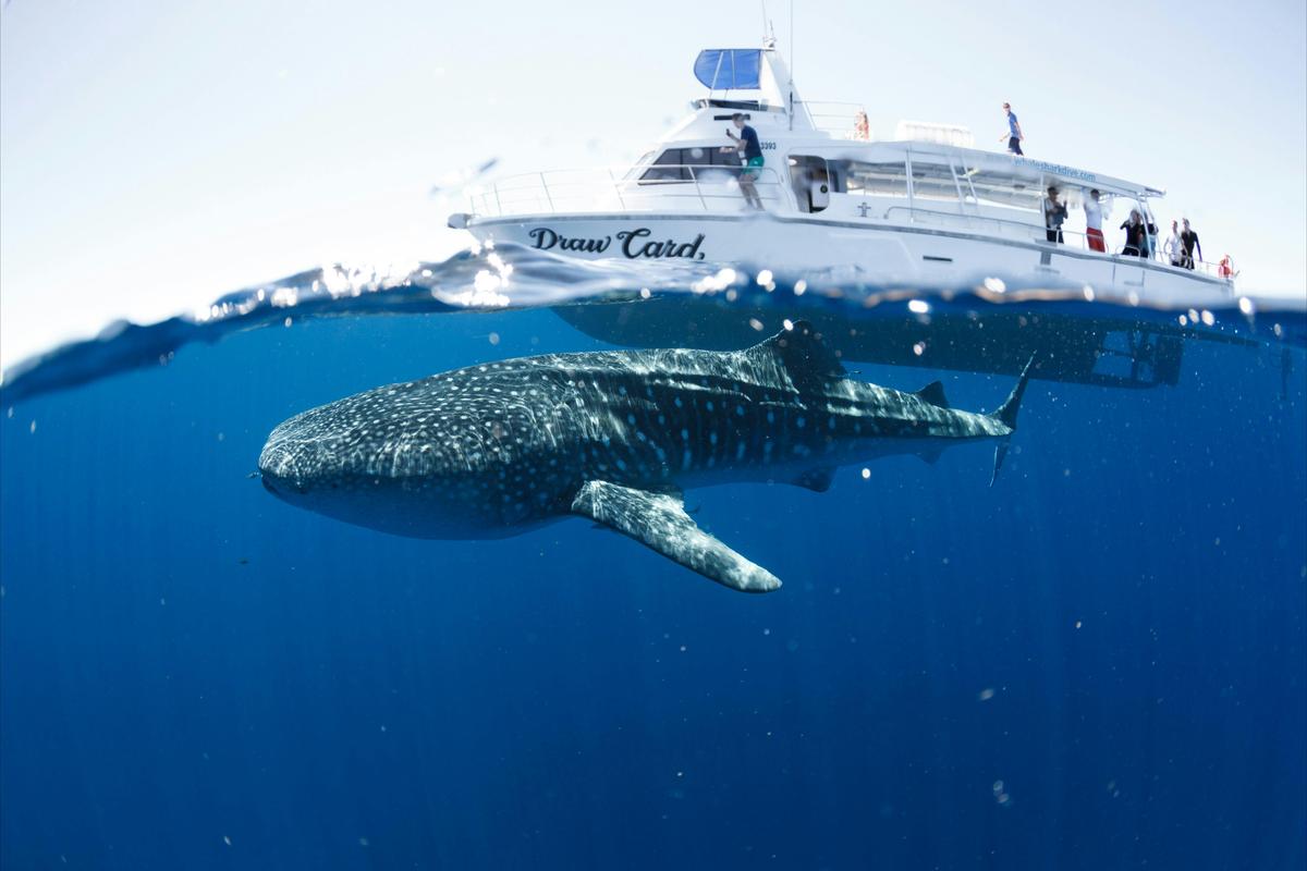 Whale Shark approaches DrawCard