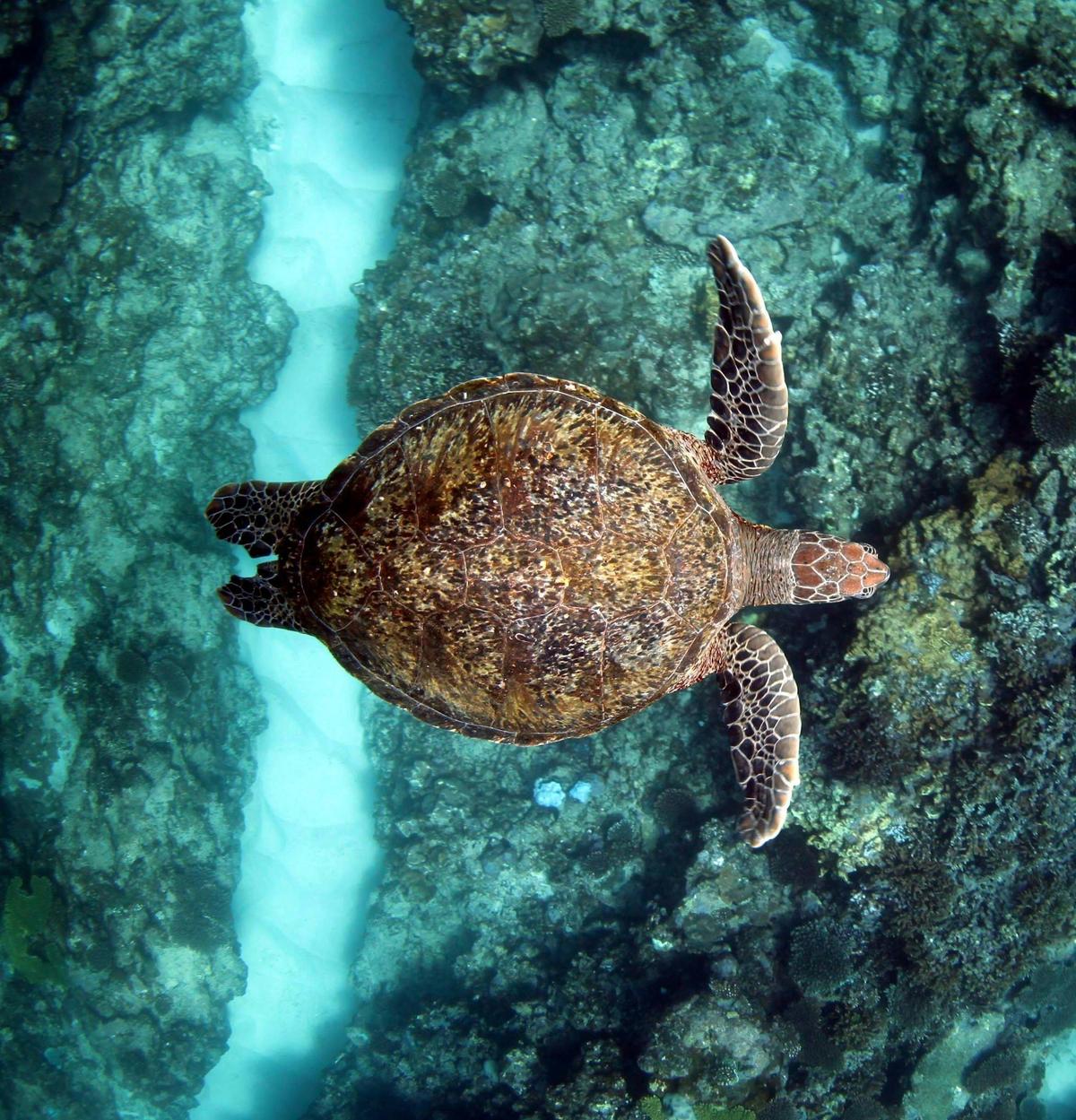 Green Turtle on Ningaloo