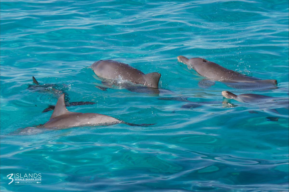 Pod of Dolphins at Ningaloo