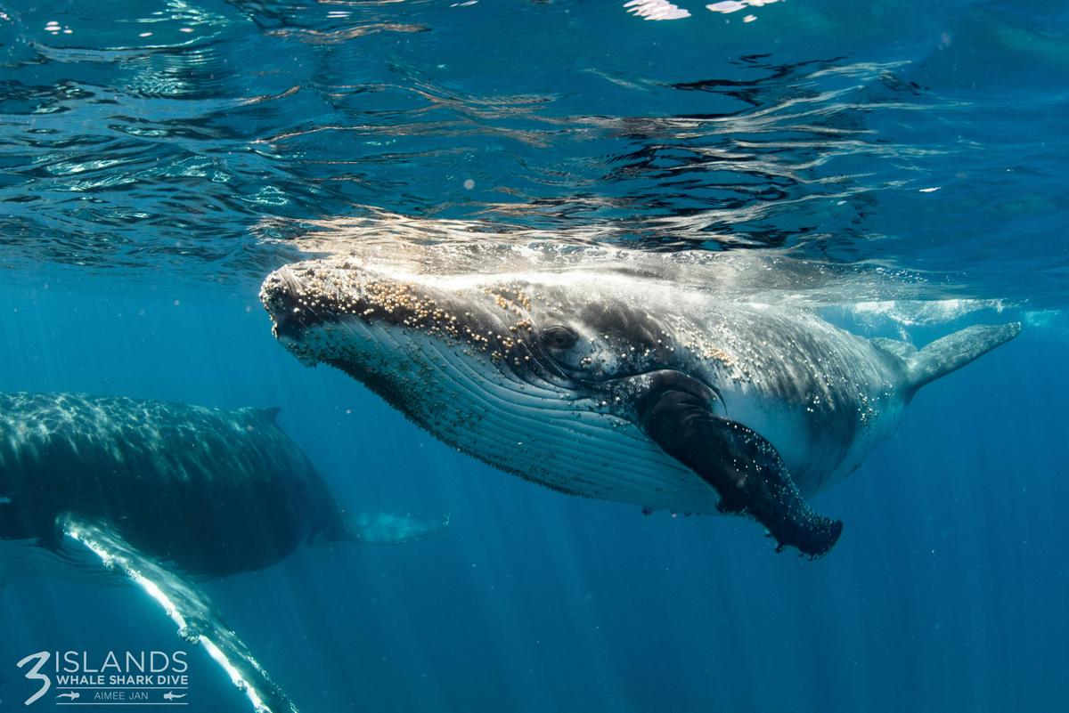 Humpback Whale Interaction Tour