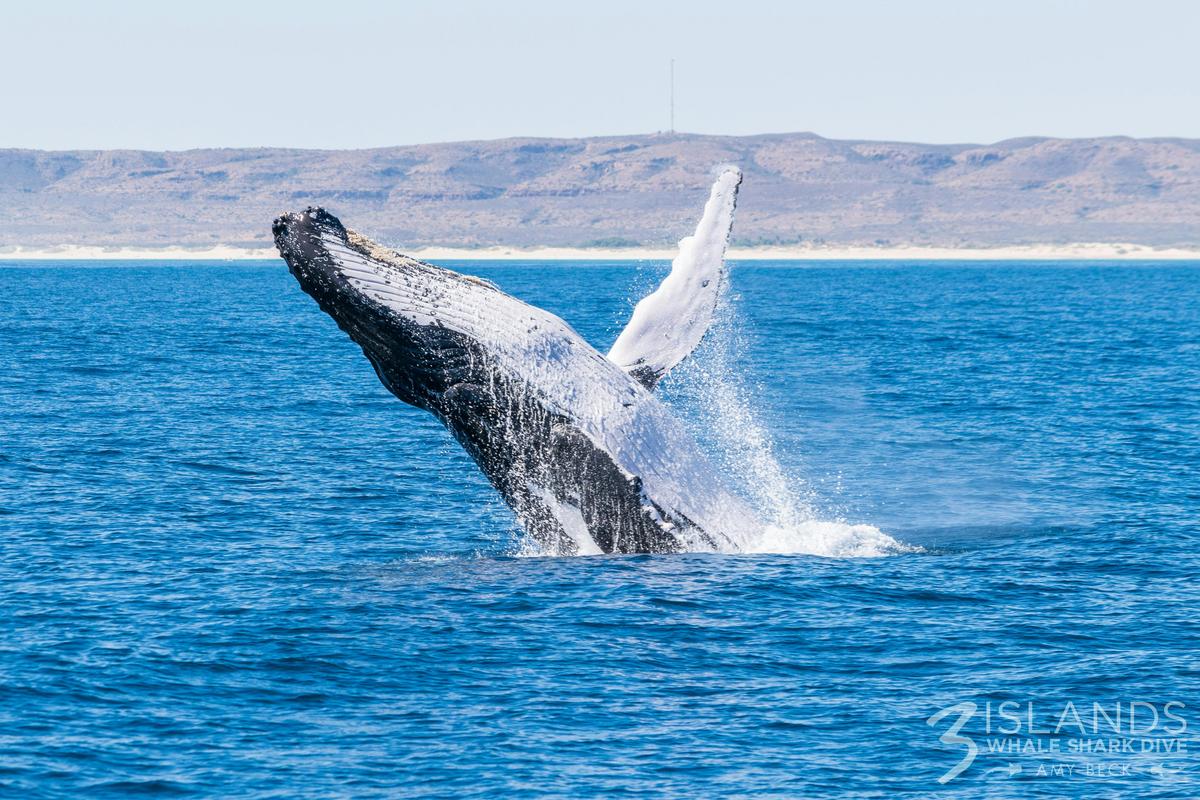 Humpback Whale Interaction Tour