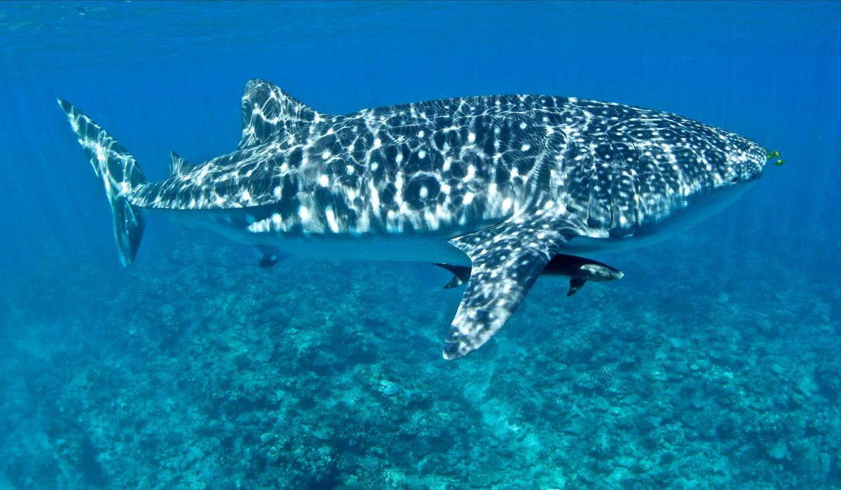Whale Shark in the shallows at Ningaloo