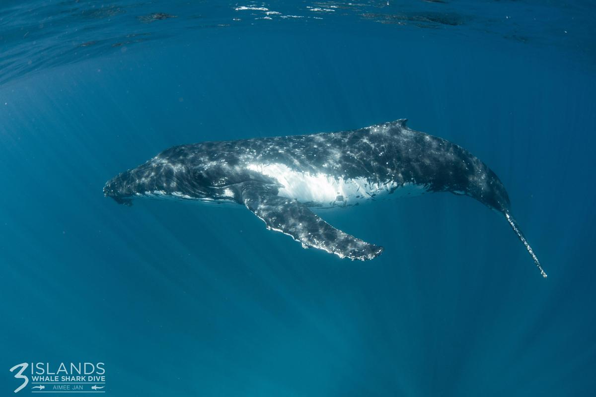 Humpback Whale Interaction Tour