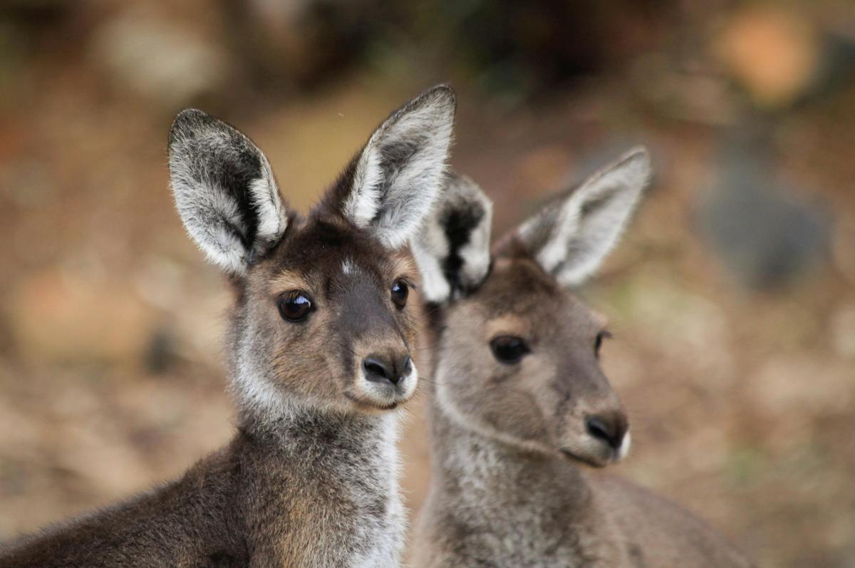 Spot a wild kangaroo or two at Whiteman Park
